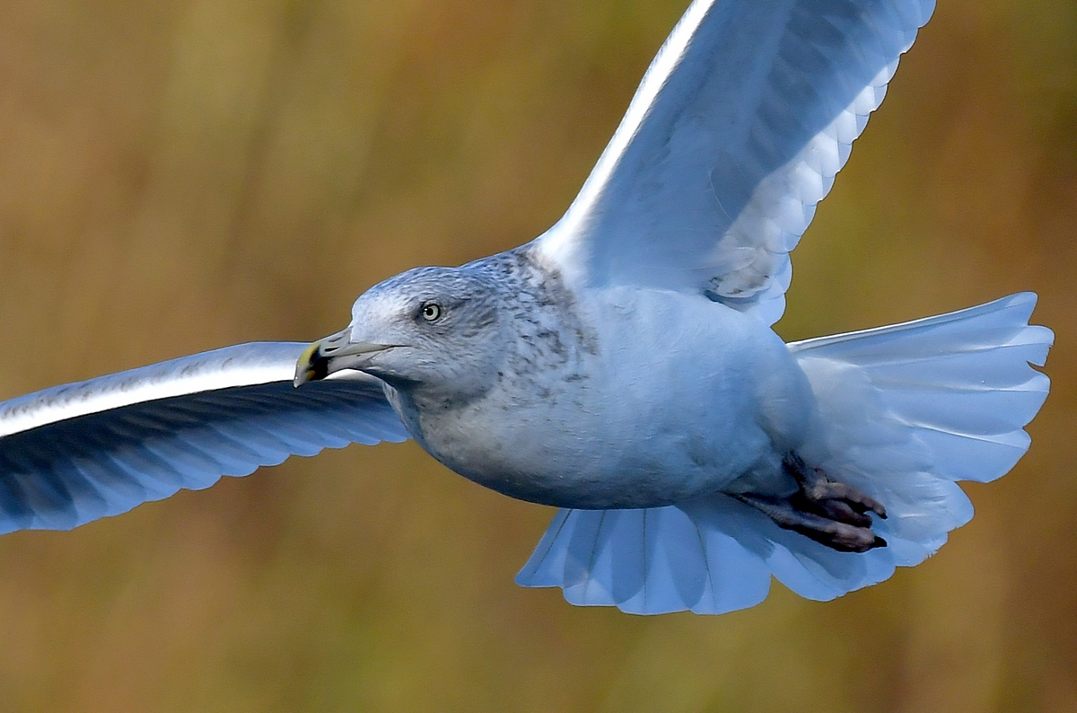 I'm going to be quite shameless now, but I really need my dear followers to help save @charitybirdaid from closure! 🙏♥️
1- Donate if you can here;
justgiving.com/campaign/saveb…
2- RT this tweet
3- Use this hashtag #SaveBirdAid 
4- Alert famous accounts🙏

We can do this!! 🙏♥️🐦💪