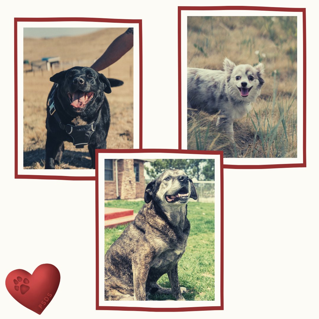 pepper_senior's tweet photo. It's National Adopt A Senior Month so of course we have to show off our wonderful seniors here at Pepper's. 
⁠
It's Thanksgiving and to be honest, we are just so incredibly thankful to all of you and to believing this life we do. 

⁠ https://t.co/FfFOOSHwhQ