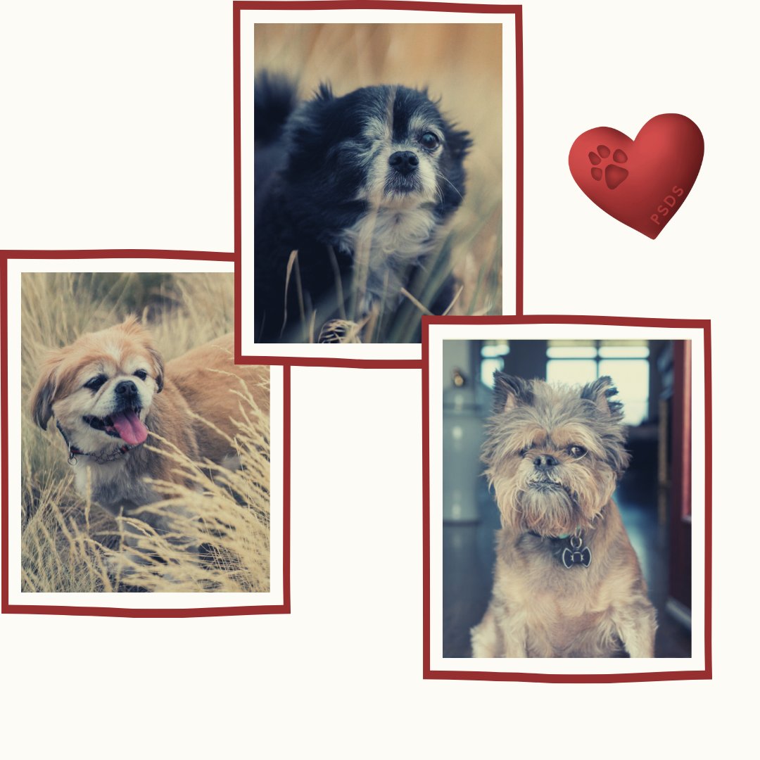 pepper_senior's tweet photo. It's National Adopt A Senior Month so of course we have to show off our wonderful seniors here at Pepper's. 
⁠
It's Thanksgiving and to be honest, we are just so incredibly thankful to all of you and to believing this life we do. 

⁠ https://t.co/FfFOOSHwhQ