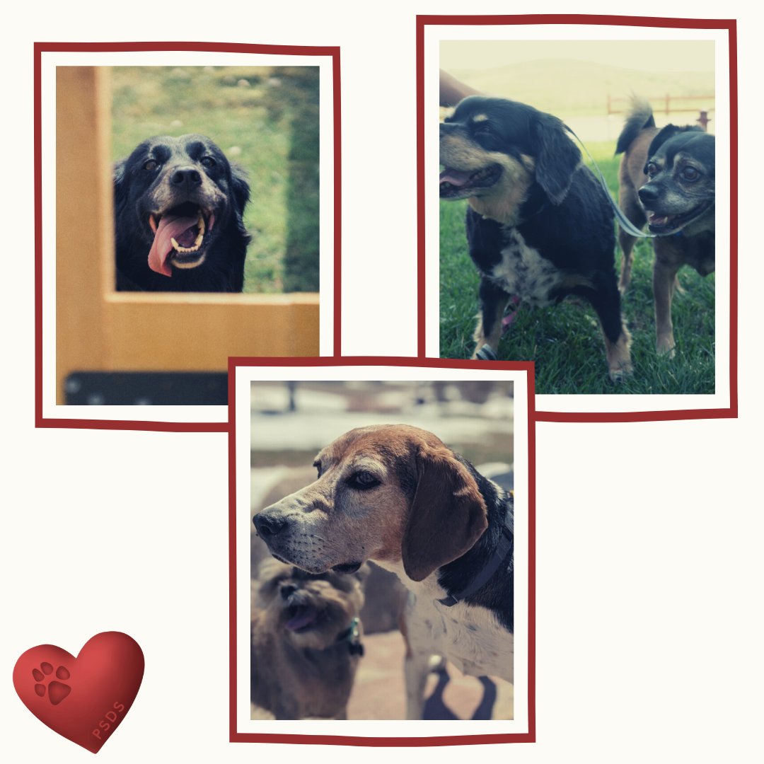 pepper_senior's tweet photo. It's National Adopt A Senior Month so of course we have to show off our wonderful seniors here at Pepper's. 
⁠
It's Thanksgiving and to be honest, we are just so incredibly thankful to all of you and to believing this life we do. 

⁠ https://t.co/FfFOOSHwhQ