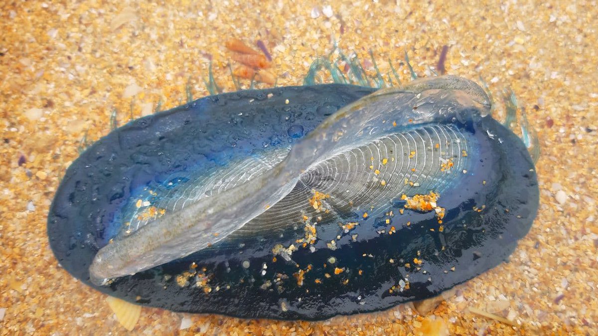 ericacine_'s tweet photo. 🪂Fluir con el viento es arriesgado y a veces los intrépidos veleros terminan su viaje de forma abrupta, salpicando las playas de azul cobalto🐙⛵️#Velella
#Santander #EncantabradelaVida🌊 https://t.co/P9ISQ6mSXO