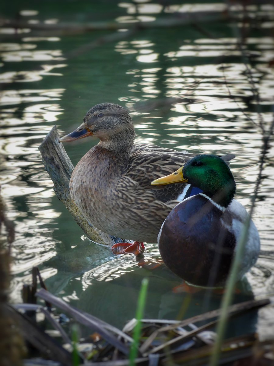 scenesfromMK's tweet photo. Autumn Walks #GrandUnionCanal #AutumnColours #TwoDucks #Squirrel @CanalRiverTrust @TheParksTrust @DestinationMK https://t.co/T32MCheV4z