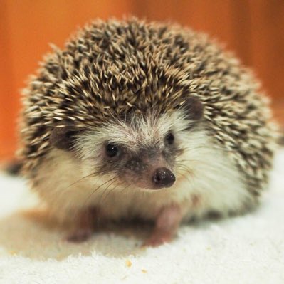 The Hungry Chog tweet media