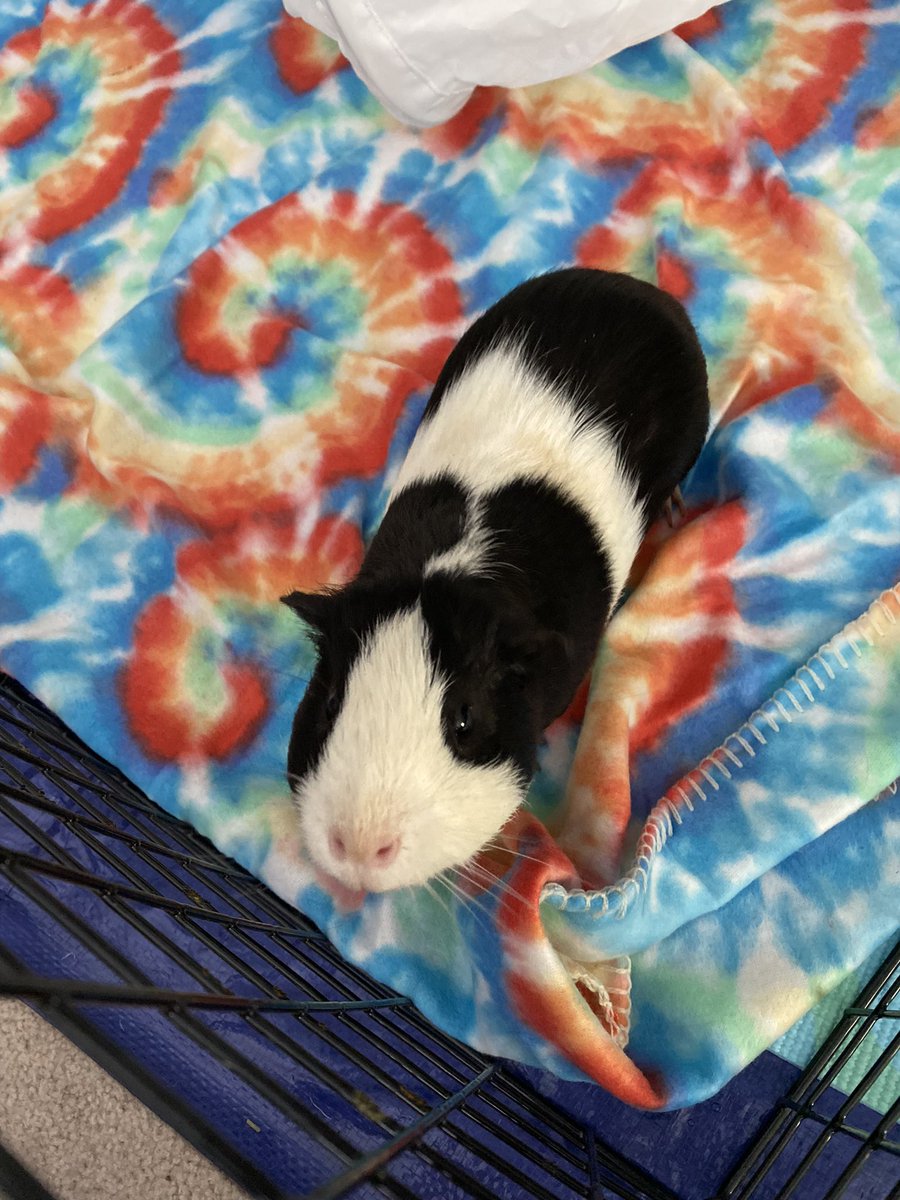 pupthy's tweet photo. i offer u a guinea pig in these trying times https://t.co/vlXHXSQkN4