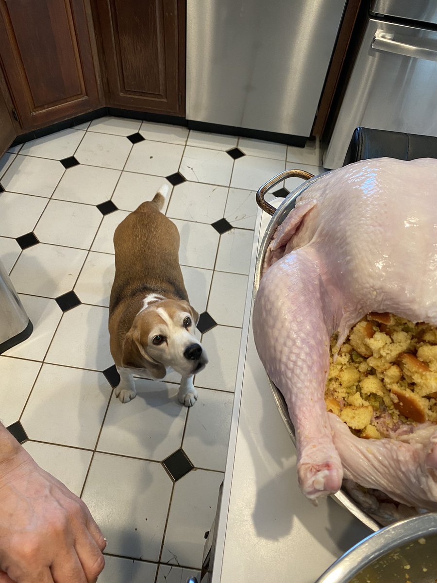beaglebo1's tweet photo. Target in sight!!!!!!  #bosieishungry!
#beagles https://t.co/zD1MLglFec
