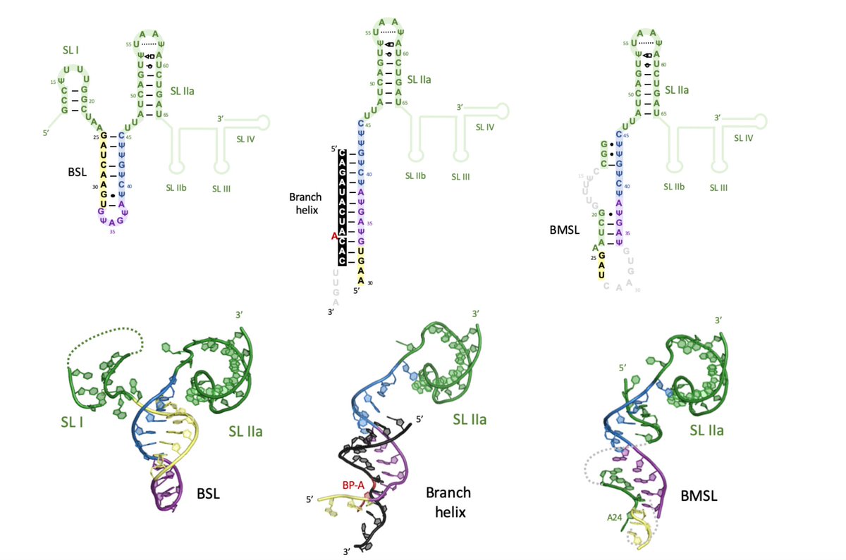 Very happy to share our new work by @Structjon on the mechanism of branch site recognition by the human spliceosome. 
science.org/doi/10.1126/sc…
@embl @emblgrenoble @ERC_Research #cryoEM #splicing #RNA #ERCStG