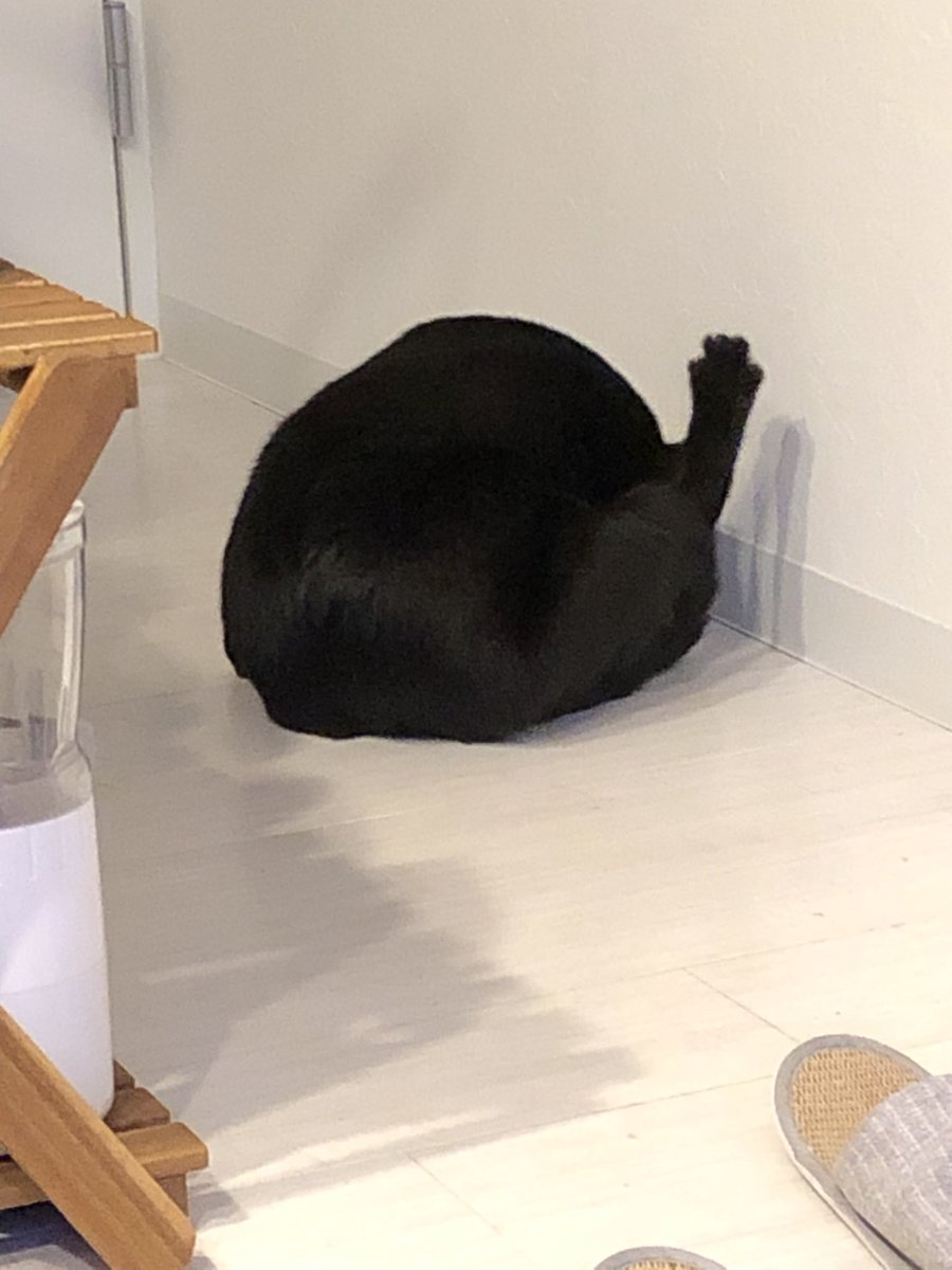 lined cats (@linedcats) on Twitter photo 