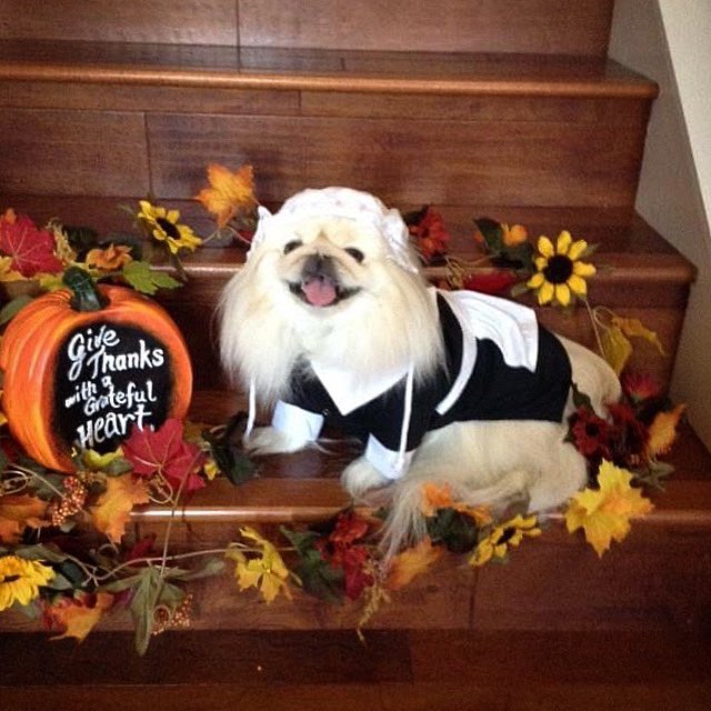 LilCaliGurl's tweet photo. ๐ฆ Happi Tanksgib-n! Member gobble till you wobble! Haba tankful #turkeyriffix day furiends! ๐
.
#blessed #CaliGurl #pekingese #doglife #dogslife #throughadogseyes #thankful #happythanksgiving #Petsgiving #dogthanking #thanksgivingdog #dogsofthanksgiving #turkey #turkeyday https://t.co/F1Iec7lQ26