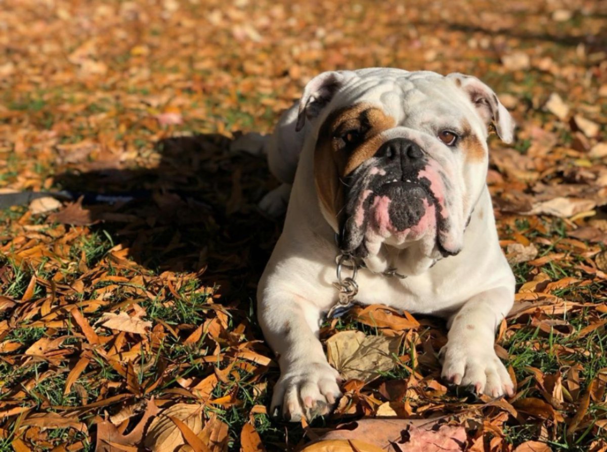 McCourtExecEd's tweet photo. Happy #thanksgiving to all of our #hoyas!! https://t.co/crY7Wk1KqM