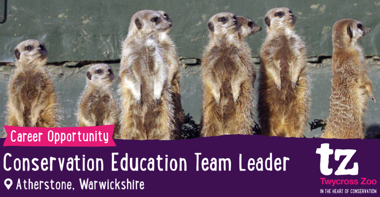TwycrossZoo's tweet photo. It’s an exciting time to join Twycross Zoo. The #charity have a strong commitment to their award-winning education programme.

Info: https://t.co/oeBeDgSKOC

#JobsInZoos #TwycrossZoo #Atherstone #WestMidlands #BIAZA #Education #Conservation #Zoos https://t.co/6cYesMET1M