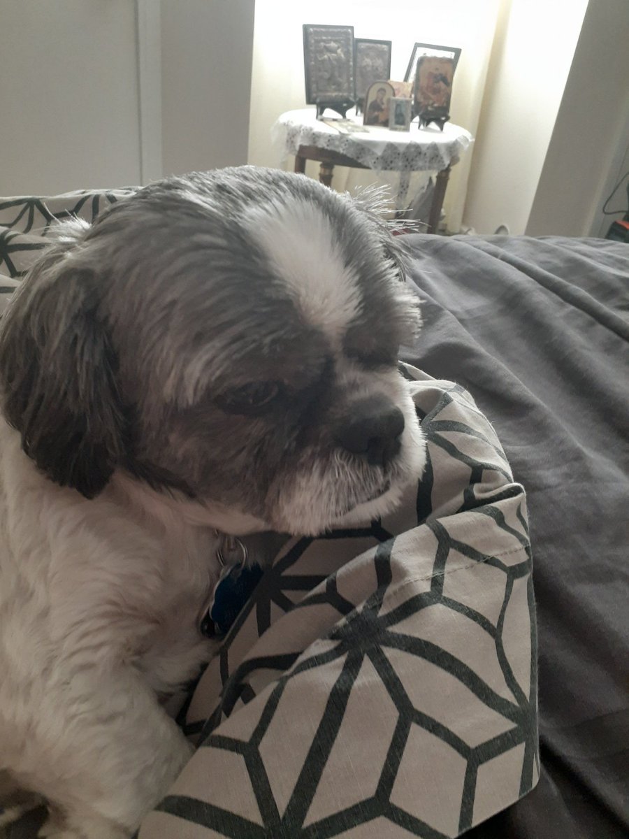 OldGrouch5150's tweet photo. #KingOliver wishes u all a happy Turkey day he also sends his regards to #KingRoman @NYCDemonD1va https://t.co/O5fawZnc6B