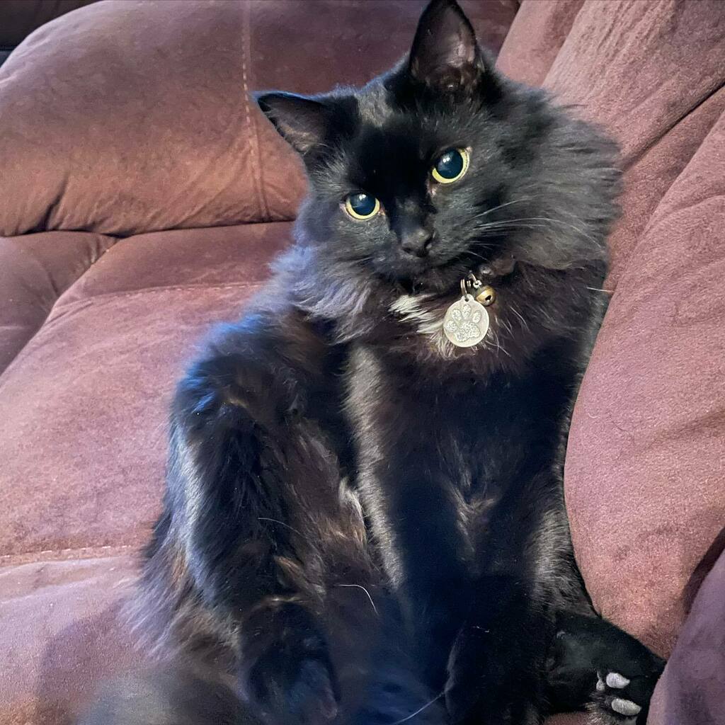CatholicAmanda's tweet photo. Little Mister Dominic is too adorable for his own good.
#dominicdominicat #dominicat #dominicthedominicat #partmainecoon https://t.co/aTrnOaF8z3 https://t.co/StatyeYVKu