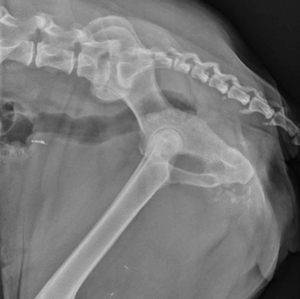 vetlucent's tweet photo. 13 year old Staffordshire Terrier: This week’s case is a 13-year-old Staffordshire Terrier with a palpable pelvic mass. https://t.co/24er0JIVkR https://t.co/rzXLkrvfNj