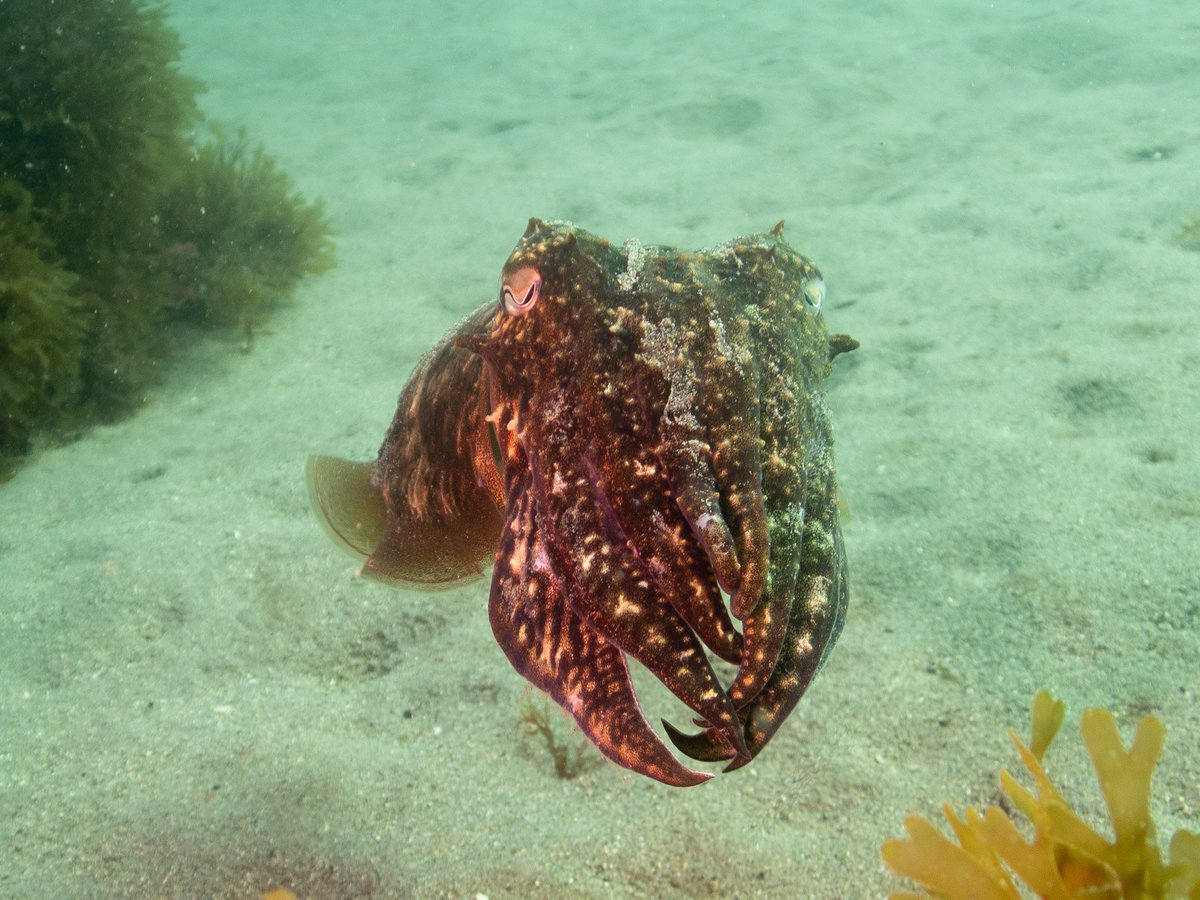MatthasMedia's tweet photo. Really enjoyed the new documentary cuttle shore at the cuttlefish symposium #cuttlefish #bluemarine https://t.co/B0XmDKLwfL