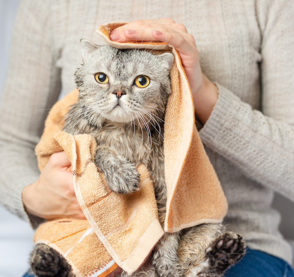 RichHillAH's tweet photo. There’s lots of opinion about whether cats should be bathed or left to take care of their own hygiene. Here’s what #catGroomers think about this. #animalHospital #catSkinHealth https://t.co/Jo4jzMGrrE https://t.co/HXAuv3qatZ