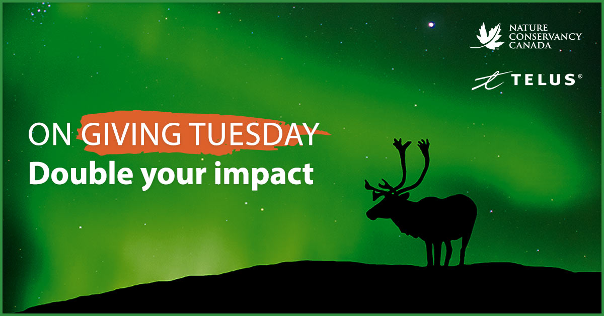 This #GivingTuesday, donations to NCC will be matched by our gift match partners across Canada! Donate on November 30 and DOUBLE your impact for nature. ➡️ fal.cn/3k8aS