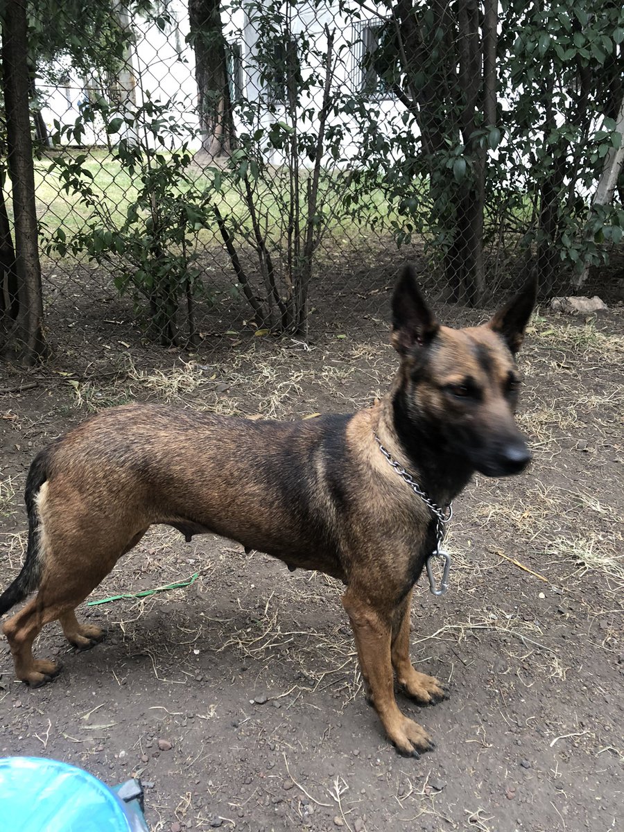 hidra881's tweet photo. AYUDAAAAAAAAAA por favor ayúdenme necesito un HT para esta bb tiene dos años vacunada esterilizada y desparacitada SOLO POR UNOS DÍAS , POR FAVOR AYUDAAAAAAAAAAA RT RT RT CDMX al SUR 5532246708 por favor por favor https://t.co/cOhf9abocm