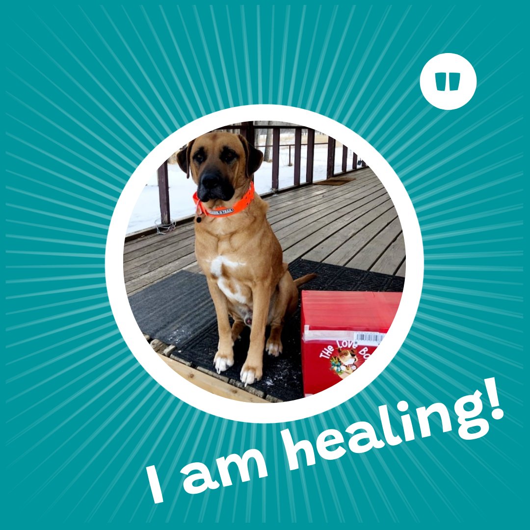 VirchewDogs's tweet photo. "Hi Hoomans, I am Archer from Alberta! My Auntie in Vancouver sent me some boxes of plantbased Virchew! My itchy scratchy is going away and I am healing.
https://t.co/NKaB6cxYqV
#veganinvestment #virchew #dogschewsplants #holisticdogs #healthydogs #naturalhealthdogs #vegan #yvr https://t.co/BB9n7aaXKR