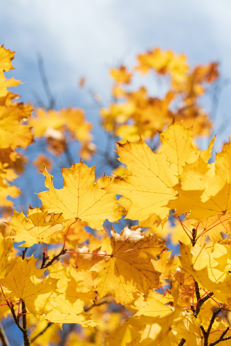Educatius_Group's tweet photo. ✨Happy Thanksgiving from Educatius Group! ✨
It's a great day to be thankful and say thank you 💌
Find some interesting fun facts about Thanksgiving on our Instagram page 🌻🥧🦃🧡

#thanksgiving #givethanks #thankyou #yearabroad #internationalstudents #educatius #educatiusgroup https://t.co/3lUCyFUFZr