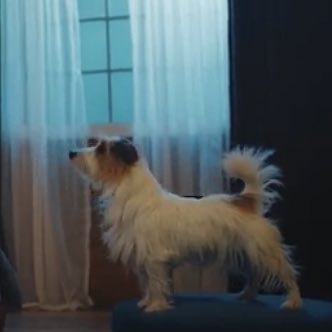 itgrlrosie's tweet photo. hank_says_hank cameo! #itdog https://t.co/74qUlwKa44