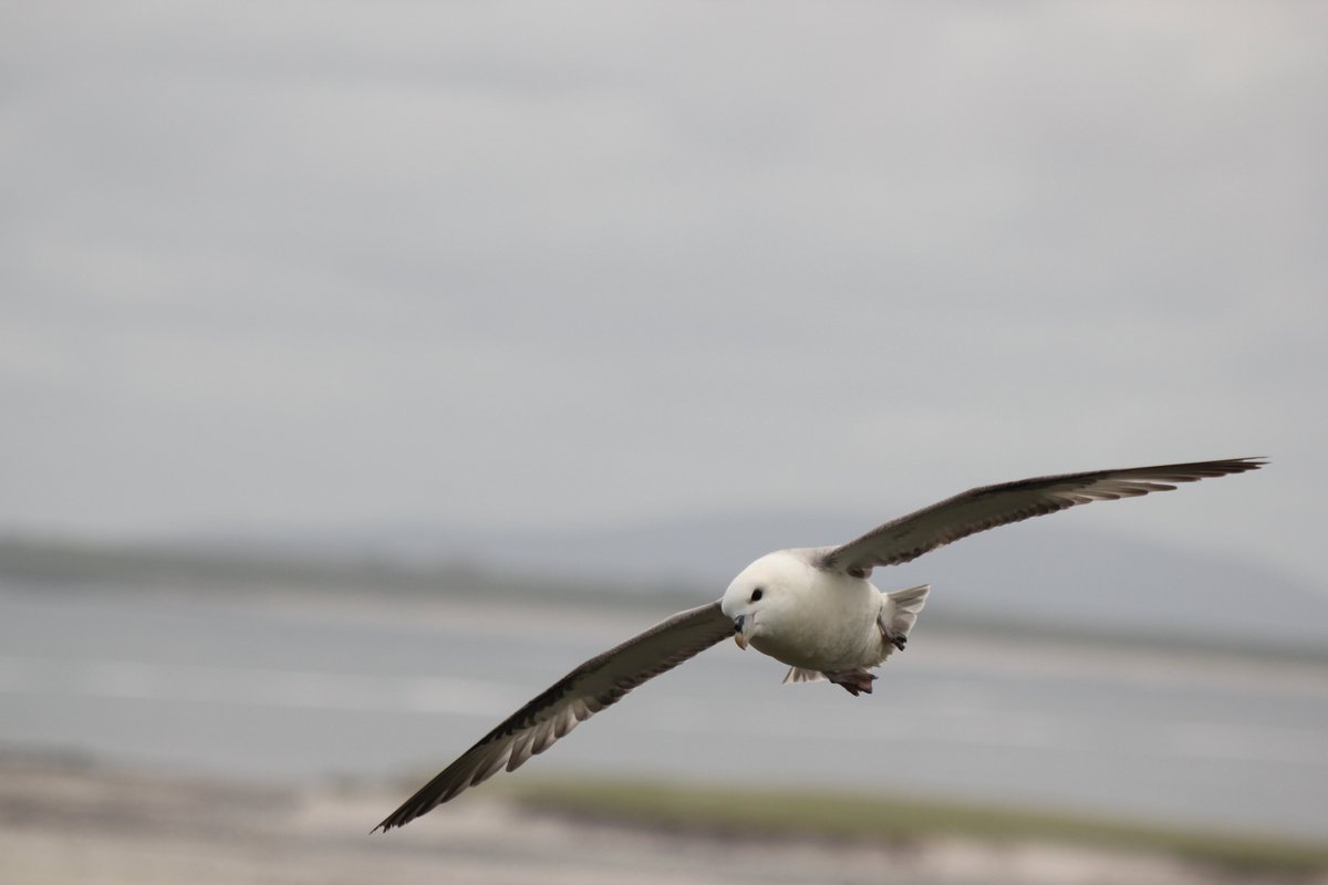 Jamie Darby (@jamie_darby) on Twitter photo Proud to finally share our work on the relationship between fulmars and fisheries in the waters around Ireland and the UK! doi.org/10.3354/meps13…. Thanks to everyone involved and <a href="/MEPS_IR/">Marine Ecology Progress Series (MEPS)</a> for publishing! Proud to finally share our work on the relationship between fulmars and fisheries in the waters around Ireland and the UK! doi.org/10.3354/meps13…. Thanks to everyone involved and <a href="/MEPS_IR/">Marine Ecology Progress Series (MEPS)</a> for publishing!