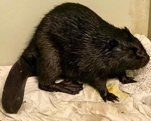 ScottishSPCA's tweet photo. Beavers can be translocated in Scotland!
Our #BetterforAnimals manifesto called for beavers to be released in suitable areas in Scotland.
We welcome this and would like to thank @MairiMcAllan for her commitment to this issue.
More from @scotgov:
https://t.co/FNFguzMIYq https://t.co/ogBgeETya5