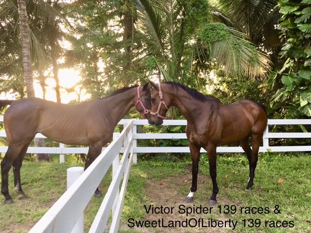 Happy Thanksgiving🍁🍽 I’m especially grateful for everyone here who supports @CaribbeanOTTB’s mission to retire, rehabilitate, and re-home US thoroughbreds that wind up racing in Puerto Rico (> 1K miles from the US mainland) 🐎🐎🐎 #NoHorseLeftBehind 🐎🐎🐎 @Chrissy_Ottb