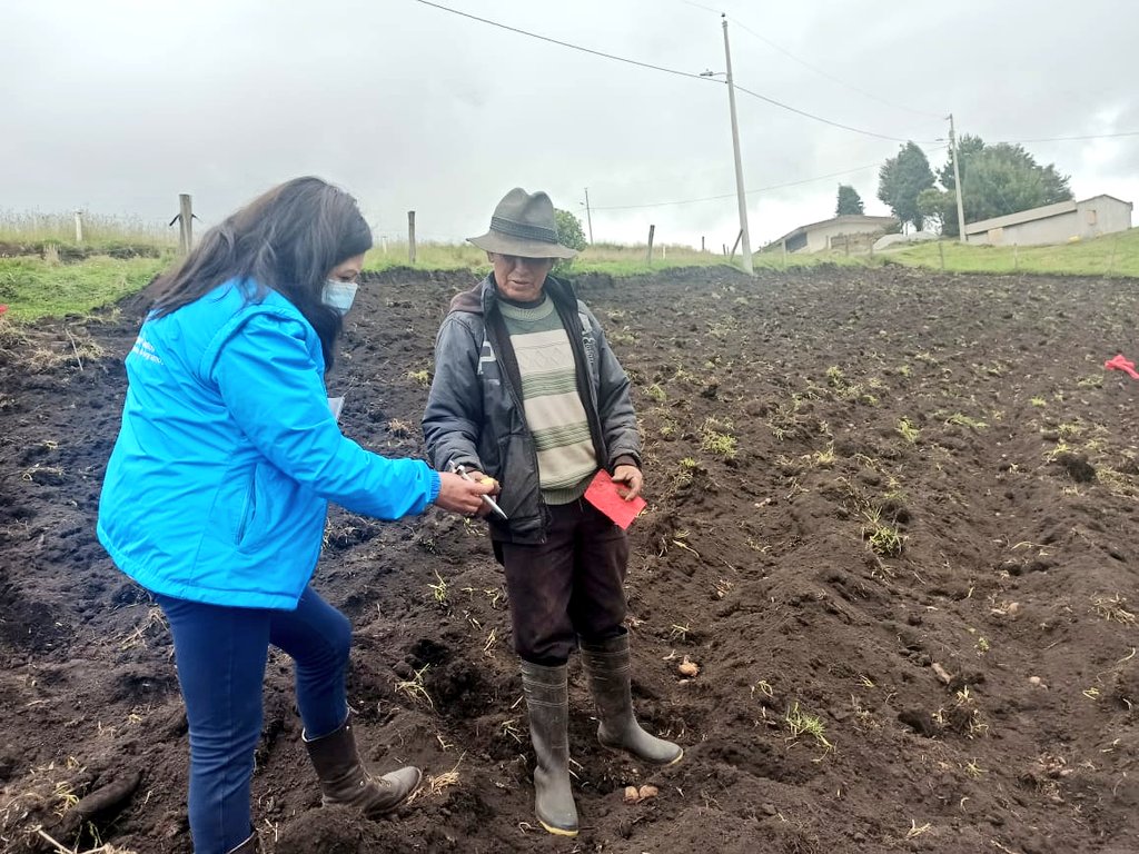 BUENAS NOTICIAS | Realizamos inspección a campos de producción de semilla certificada de papa de las variedades INIAP  Fripapa y Superchola en la comunidad Puruguay San Gerardo de la Parroquia #Pungala, fortaleciendo en territorio la semilla de calidad. #TrabajamosPorElCampo