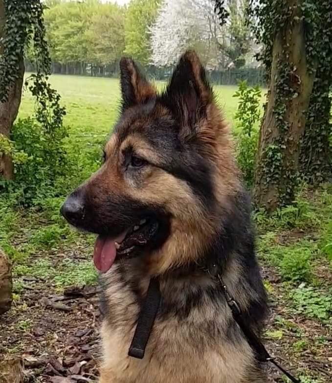 gsrescueelite's tweet photo. 3yr old Paddy spent his life as a yard dog in a derelict building and has come so far with the help of the #Lincolnshire kennels but he will need a child and pet free home please as he is an anxious boy 
#dogs #GermanShepherd 
https://t.co/TDRlU3izuz https://t.co/rrndOl4Pap