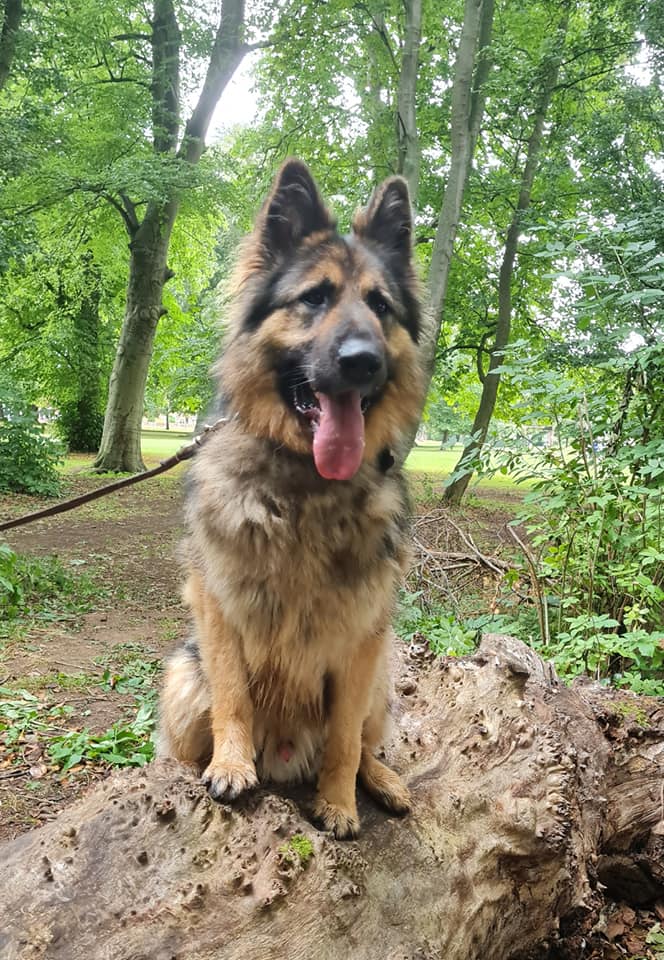 gsrescueelite's tweet photo. 3yr old Paddy spent his life as a yard dog in a derelict building and has come so far with the help of the #Lincolnshire kennels but he will need a child and pet free home please as he is an anxious boy 
#dogs #GermanShepherd 
https://t.co/TDRlU3izuz https://t.co/rrndOl4Pap