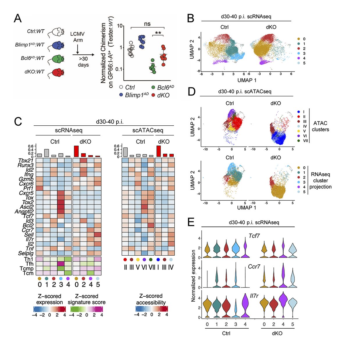 JExpMed's tweet photo. Dependence on Bcl6 and Blimp1 drive distinct differentiation of murine memory and follicular helper CD4+ T cells, say @CiucciThomas, Melanie S. Vacchio, Rémy Bosselut and colleagues @NCIResearchCtr: https://t.co/46Ko8SlsTC

@laurabchopp #InfectiousDisease #HostDefense https://t.co/iSgomclqOC