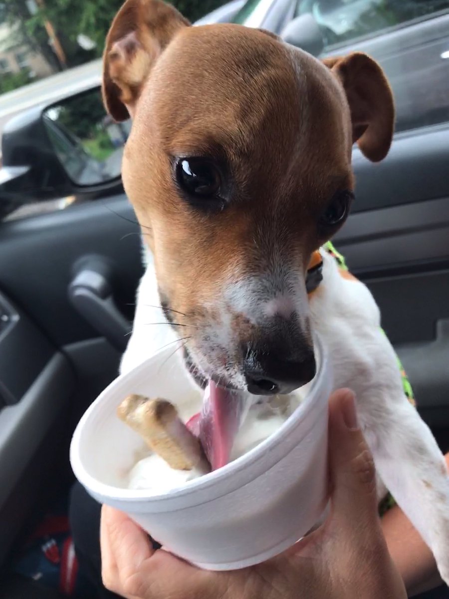 JasonBarsky's tweet photo. Dog toys (preferably balls) that can’t be destroyed by my dog (a 15 lb. Jack Russell Terrier). 

He tears apart everything. Please send me links to purchase. Thanks you! 

#dogs #toys #chewer #destroyed #suggestions #help https://t.co/jnmolXznGV