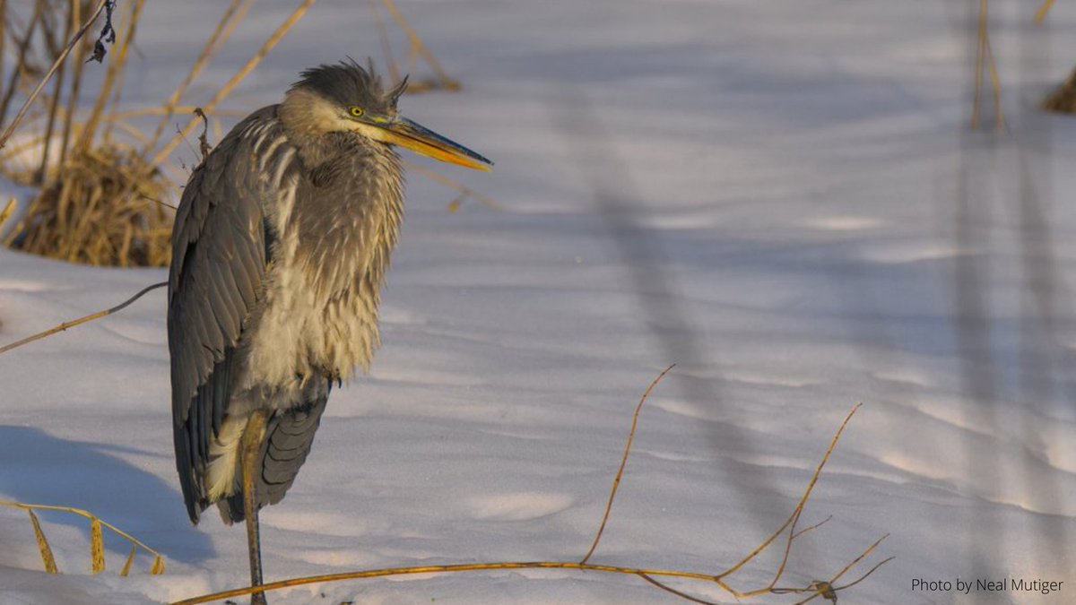 BirdsCanada_ON's tweet photo. It's not too late for our Bird-Friendly Holiday Giving Guide:
#knittingtwitter #BirdFriendlyCoffee #PreventWindowCollisions #HandmadeGifts 

https://t.co/HZdVQ8F1FY https://t.co/U16c7rXYvI