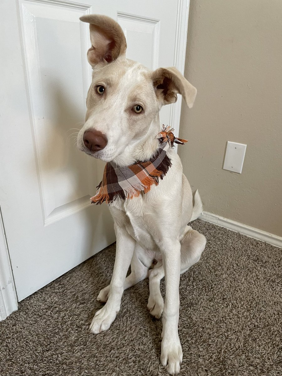kayllafosterr's tweet photo. Sadie's ready for her first Thanksgiving!! #tdaycbs https://t.co/pGTkbgCeYM