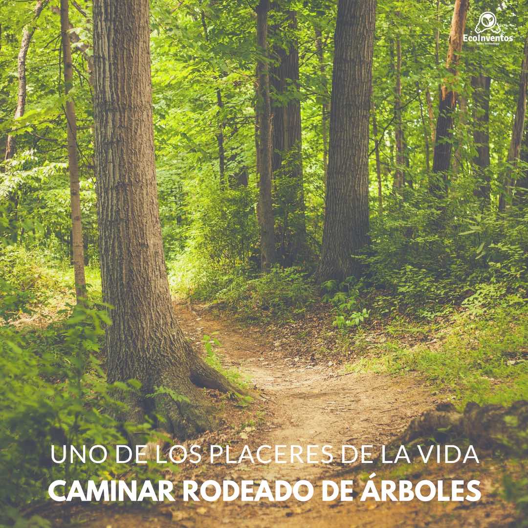 EcoInventos's tweet photo. Quien no disfruta de caminar entre árboles... https://t.co/Lswatkathv