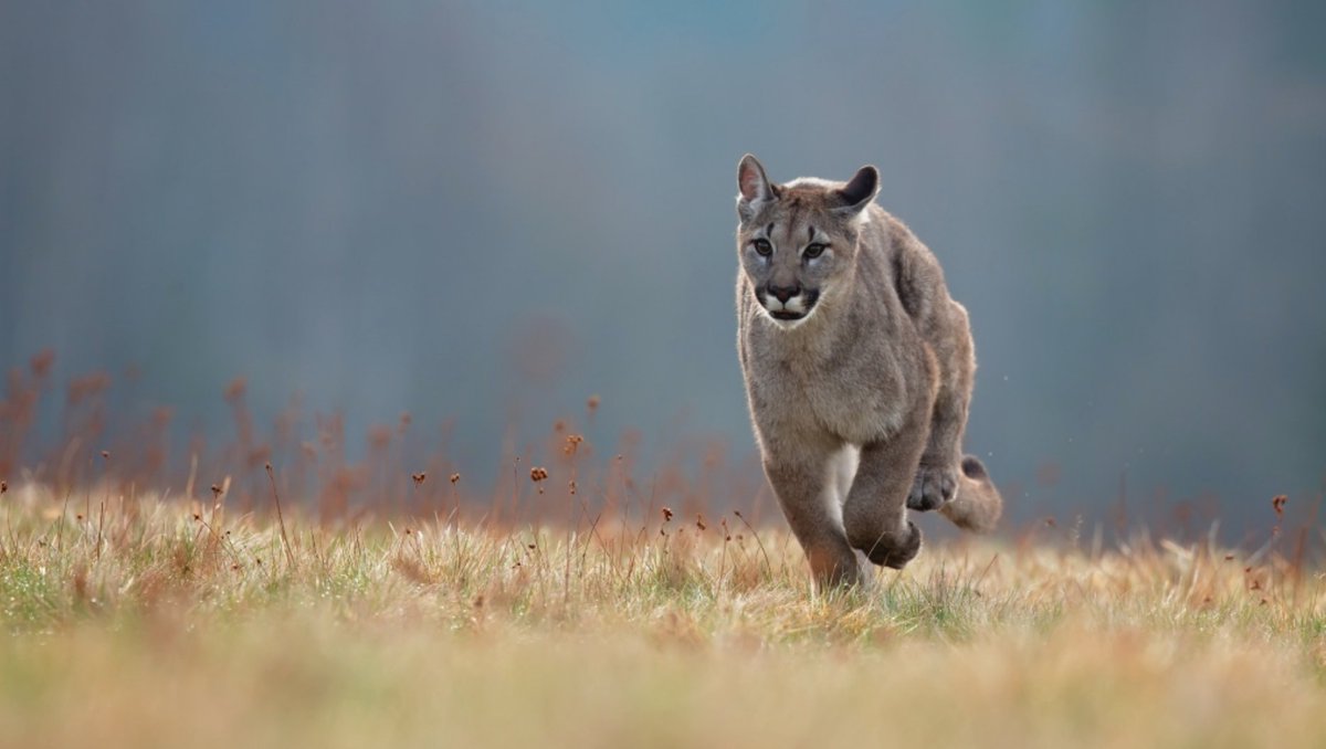 OODMag's tweet photo. Possible cougar in Mount Brydges, @CTVNews reports. https://t.co/8OFDejJacN 
@ONresources @FishWildlifeON #Hunting #Fishing #Outdoors #Cougars #MountBrydges https://t.co/6eviRUmt3Z