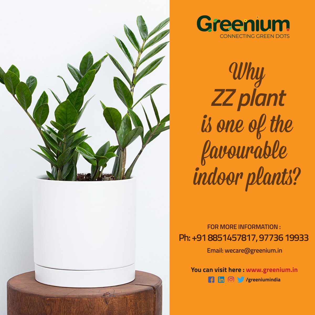 The lush and leafy ZZ plant is easy to grow and a favorite among houseplant growers.  For Order Contact us :- 9773619933 | 8851457817 

#GreeniumIndia #ZZplants #Plants #nutral #Lifeofplants #houseplants #indoorplants  #plantlove #green #crazyplants