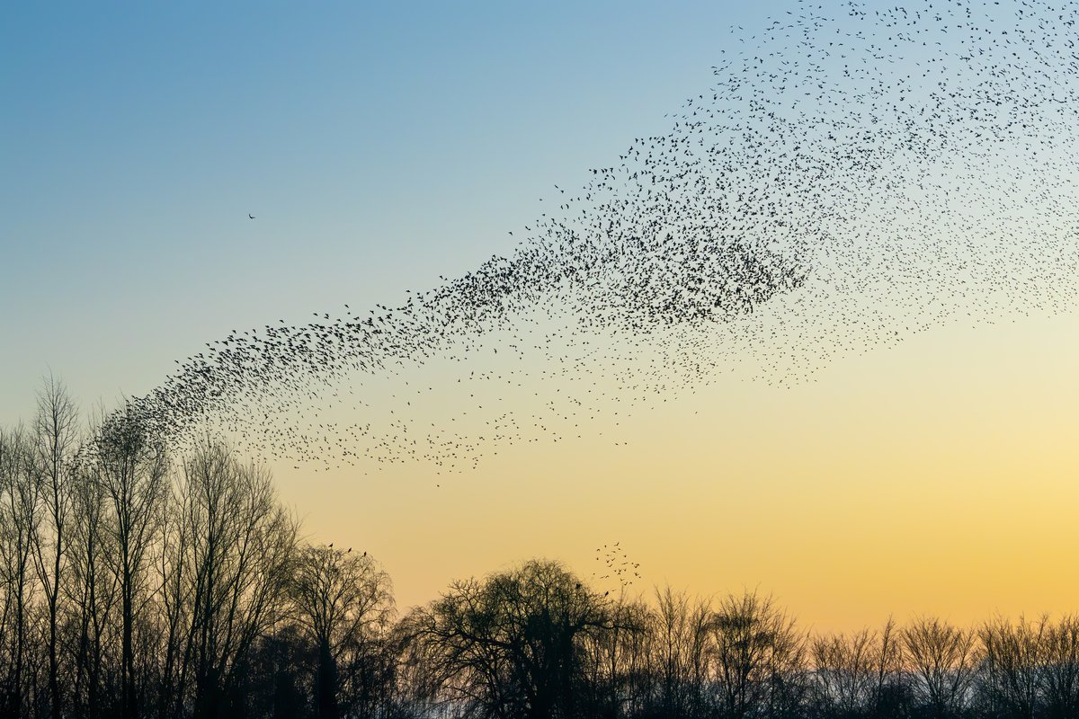 ERC_Research's tweet photo. 🍂 Autumn is here and we can spot flocks of birds flying in V formation towards warmer places. 🧭 But how do they find their way?🐤
👉 https://t.co/NWJ931IQH0
#QuantumBiology #Magneticcompass #ERCSyG 
@UniOldenburg @OxfordChemistry @UniofOxford @HenrikUol @QuantumBirds @SFB_1372 https://t.co/JOa68qOYiD