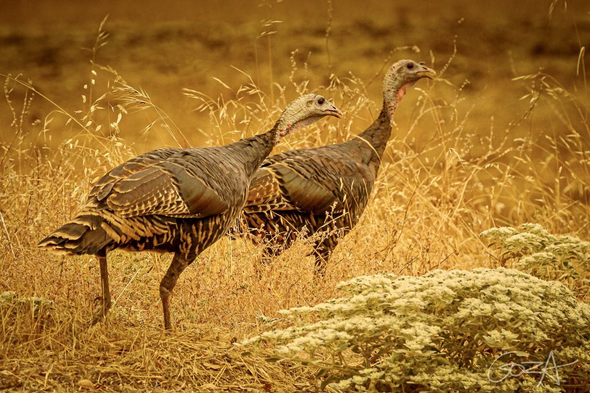 RossGoza's tweet photo. Wild turkeys fleeing the Creek Fire near Auberry CA in 2020. https://t.co/uNoo5lxyBd