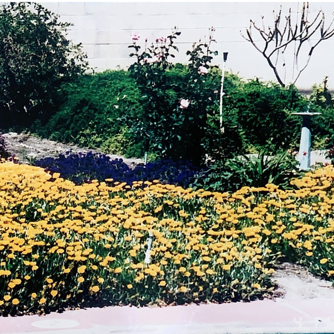 PlaimorParadise's tweet photo. #ThrowbackThursday. The original owner loved to garden. We still have many of her beautiful plants in the back yard. 
#sunmorestates
#palmsprings
#Vacationrental
#airbnb
#palmspringslife
#plaimorparadise https://t.co/Wgaq1eRfQb