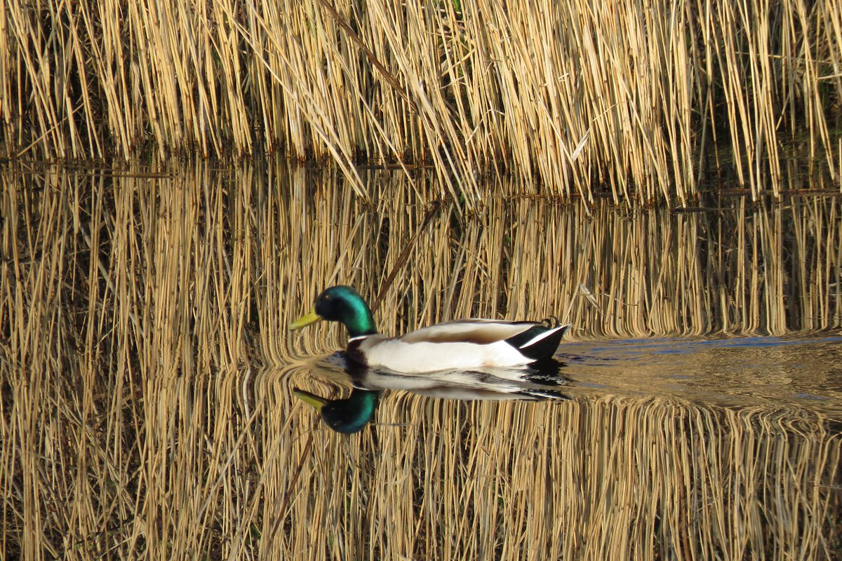 These beautiful sunny days are great for photographing local wildlife! <a href="/Trent_R_Trust/">Trent Rivers Trust</a> #rivertrent #ukwildlife #Nottinghamshire