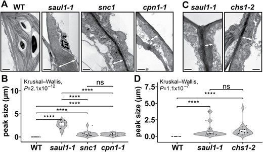 JXBot's tweet photo. POWDERY MILDEW RESISTENT4-dependent cell wall deposition is a consequence but not the cause of temperature-induced autoimmunity https://t.co/zzj8XsZWnx by Giuliana Hessler @giurassicpark @HothStefan and colleagues
#Arabidopsis #callose #cellwall #plastoglobules https://t.co/5DVhLPE2iD