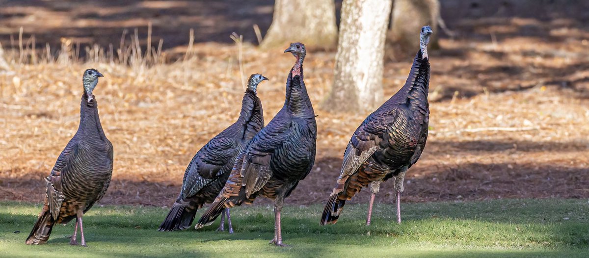 The Concession tweet media