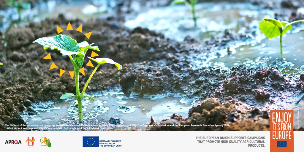 cutesolar_eu's tweet photo. Did you know that 35% in the solar greenhouses is rainwater? 🌧 Together with the technical innovations allows for the reduction of our water footprint 20 times lower than the national agriculture as a whole. 💧

https://t.co/R77Y7pla0s
#CultivatingTheTasteOfEurope https://t.co/6LOW7FCjnT