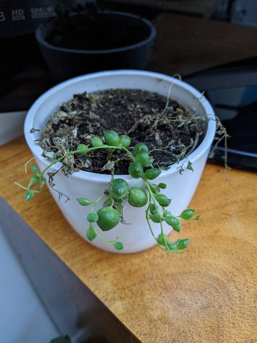BittenOxford's tweet image. I cannot keep these things alive, this is the second one that&apos;s gone the same way. Any gardeners on here able to tell me what I&apos;m doing wrong?

#stringofpearls #plants #badplantmamma
