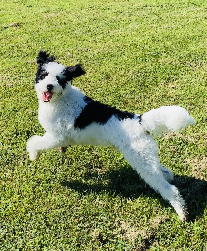 tobyjffrsn's tweet photo. Happy Thanksgiving friends!! #celebrate #Thanksgiving  #Friendsgiving #family #DogsofTwittter #dog #HappyThanksgiving  #Happiness https://t.co/La5WStWsKA