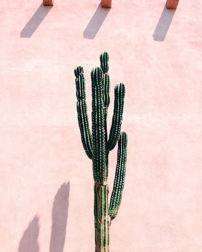 FerLuengo's tweet photo. Nature Lover 🌵 

“If you get struck by a Cactus. Consider it a Cactus kiss because we all know love hurts”.
.
.
.
.
. 
#Santamarea
#SantamareaStyle
#Allthingsswimsuits
#Goodvibesonly
#Nicetoseayou
#SummerNeverEnds https://t.co/XevP2qdXna