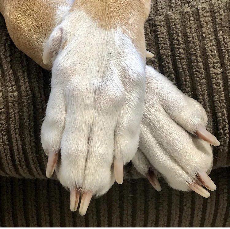AnimalOutfitter's tweet photo. Grateful | Wishing our Animal Outfitters family a happy and peaceful Thanksgiving. With gratitude, Uncle Omar + Susana https://t.co/QJr6Ypnbb7
