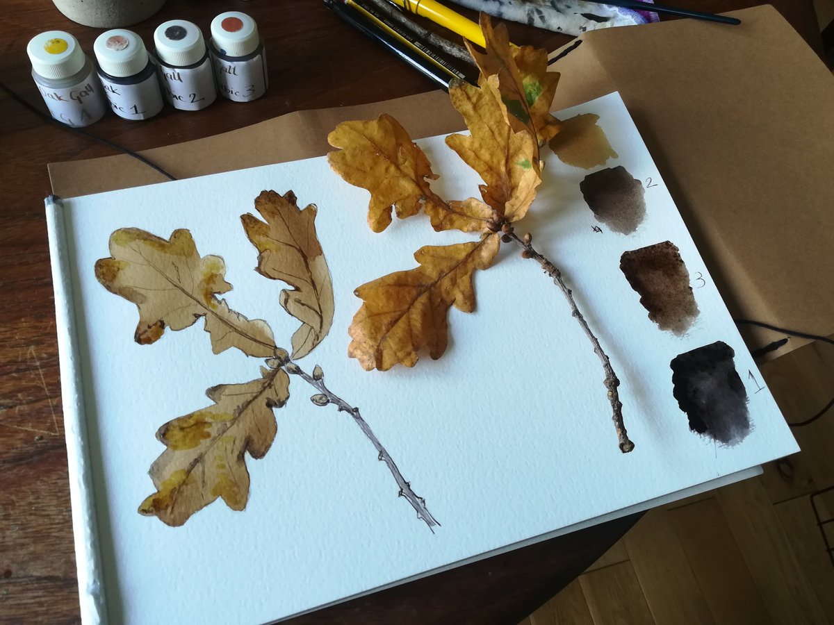 anghenn's tweet photo. A couple of days of alchemy whilst having to work in the kitchen. Merlin added a little magic. Making acorn and oak gall ink. It created 4 beautiful rich colours. Made from my local oak trees. #naturejournal #oakgallink #alwayslearning #botanicalink #alchemy #ecoartist https://t.co/b83QA31NAC