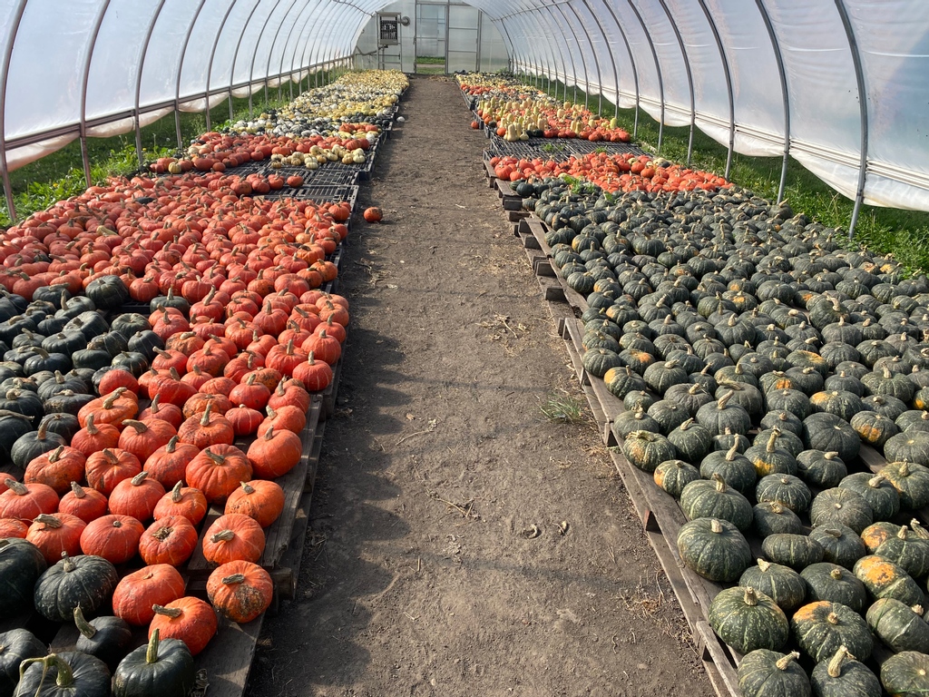 It's CSA day! Don't forget to pick up your late-season bounty today!